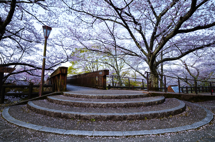 シグマ SIGMA 17mm F4 DG DN | Contemporary + 50mm F2 DG DN
